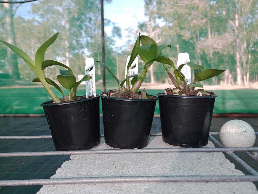 Dendrobium Gracillimum (gracillicaule x speciosum 'Oh Sugar