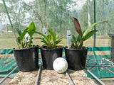 Dendrobium Brimbank Eclipsed (Eclipse 'Goldie' x speciosum 'Oh Sugar!')