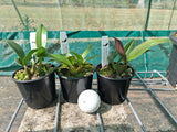 Dendrobium Brimbank Eclipsed (Eclipse 'Goldie' x speciosum 'Oh Sugar!')