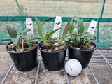 Dendrobium Kingfisher Pearl 'White Pearl' x speciosum 'Daylight Moon'