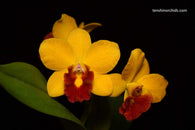 Cattleya Jungle Beau