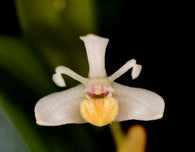 Dendrobium (Cadetia) taylorii