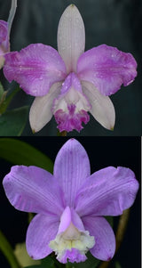 Cattleya Popcorn (Claesiana x loddigesii)