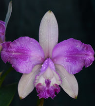 Cattleya Claesiana fma. flamea x self