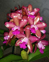 Ctt. Deception Drop 'Pink Topaz'