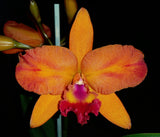 Ctt. Fire Gem 'Sunstone'