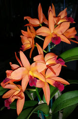 Ctt. Starstruck 'Topaz Dusk'