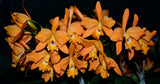 Ctt. Fire Gem 'Orange Storm'