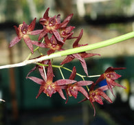 Dendrobium (Dockrillia) Hot Coals x sib on cork mount