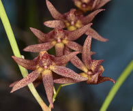 Dendrobium (Dockrillia) Hot Coals x sib