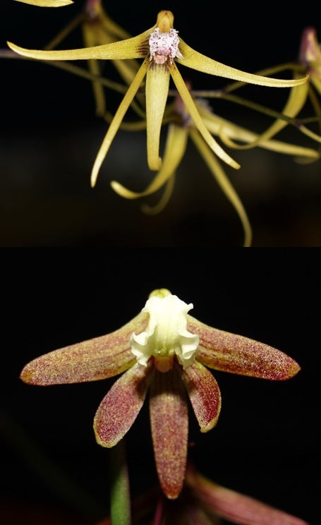 Dendrobium (Dockrillia) Hunter Legend (dolichophyllum x Australian Ginger)
