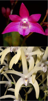 Dendrobium Jonathan's Glory 'Dark Joy' x speciosum 'Windermere'
