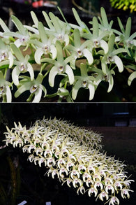 Dendrobium speciosum v. curvicaule 'Eungella Princess' x 'Moonbeem'