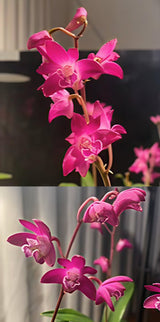 Den. Gillian Leaney remake (delicatum 'J186' x kingianum ('Cracker' x 'Red Devil')