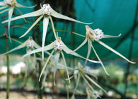 Dendrobium (Dockrillia) teretifolium var. teretifolium
