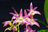 Dendrobium Donovan 'Jessica' x speciosum 'Creek Aureum'