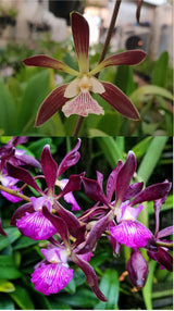 Encyclia Bees' Knees x Orchid Jungle