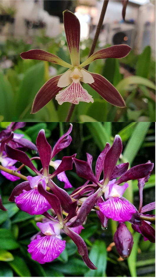 Encyclia Bees' Knees x Orchid Jungle