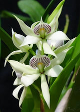 Prosthechea fragrans