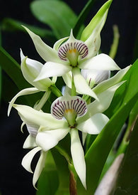 Prosthechea fragrans