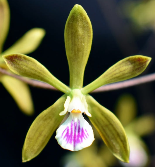Encyclia tampensis seedlings