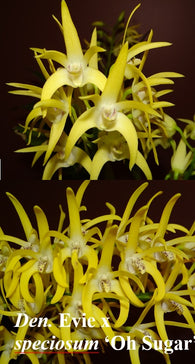 Dendrobium Kingfisher Gold - remake