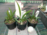 Bc. Jairak Kiku