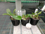 Dendrobium speciosum v. curvicaule 'Eungella Princess' x 'Moonbeem'