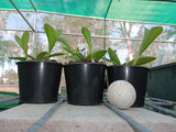 Cattleya Popcorn (Claesiana x loddigesii)