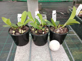 Cattleya Popcorn (Claesiana x loddigesii)