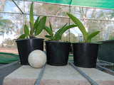 Cattleya Pink Spice (Mari's Song 'CTM-217' x walkeriana 'White Beauty')