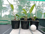 Dendrobium Rutherford Starburst 'Tinonee' x Jesmond Sparkler 'Greg Hall'