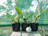 (Ctt. Trick or Treat x Hsiang Yu Red Pearl) x Ctt. Aussie Sunset