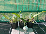 (Ctt. Trick or Treat x Hsiang Yu Red Pearl) x Ctt. Aussie Sunset