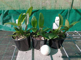 Cattleya Claesiana fma. flamea x self