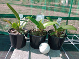 Cattleya Zip 'Kingfisher' x Rth. Jungle Jumbalaya 'Tasty'