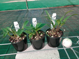 Dendrobium Wow 'Kingfisher' x Zoom 'Tops'