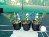 Dendrobium Australian Colourfest remake (Cobber x Jesmond Sparkler)