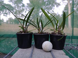 Encyclia alata x Encyclia Bumble Bee