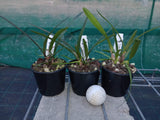 Encyclia alata x Encyclia Bumble Bee
