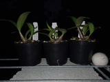 Dendrobium Speckles Sunset (Australian Rhubarb Pie 'Tasty' x speciosum 'Windermere') seedling