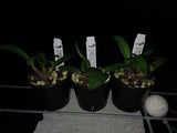 Dendrobium Speckles Sunset (Australian Rhubarb Pie 'Tasty' x speciosum 'Windermere') seedling