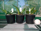 Dendrobium speciosum v. speciosum 'Glennins' AM/AOC-QOS x 'Windermere'