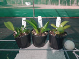 Dendrobium speciosum v. speciosum 'Glennins' AM/AOC-QOS x 'Windermere'