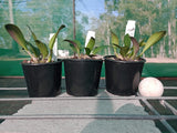 Dendrobium speciosum var. grandiflorum 'Mt Larcom Gold' x 'Creek Aureum'