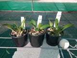 Dendrobium speciosum var. grandiflorum 'Mt Larcom Gold' x 'Creek Aureum'