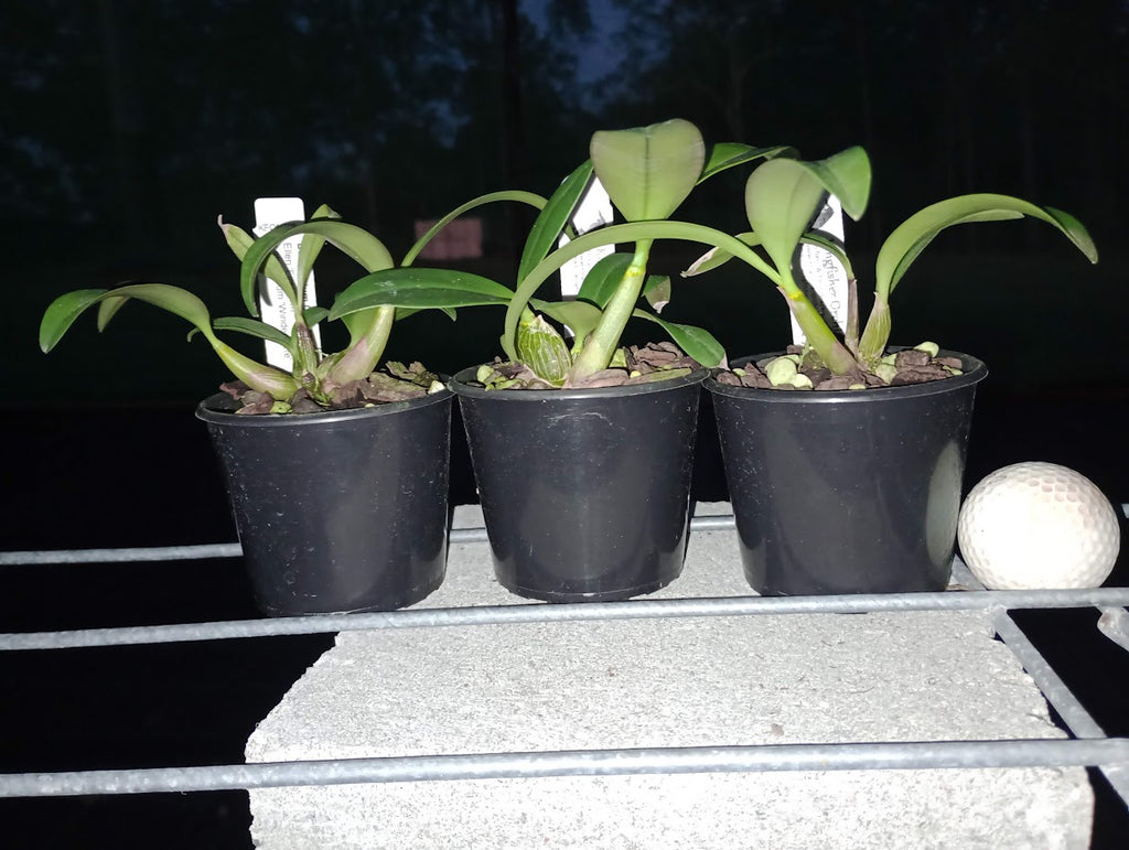 Dendrobium Graham Hewitt (Ellen 'Firestorm' x speciosum 'Windermere ...
