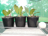 Dendrobium speciosum var grandiflorum 'Creek Aureum' x 'Mt Larcom Gold'