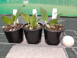 Dendrobium speciosum var grandiflorum 'Creek Aureum' x 'Mt Larcom Gold'