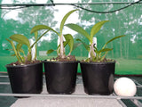 Dendrobium Wow 'Kingfisher' x speciosum 'Blew Moon'